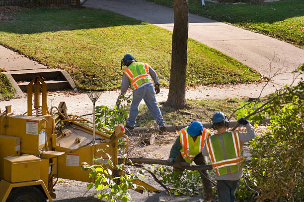 Southfield, MI  Tree Services Company